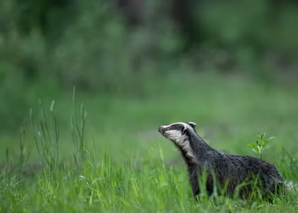 Wildlife Consideration On Solar Farms